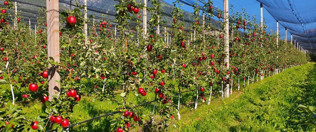 apples