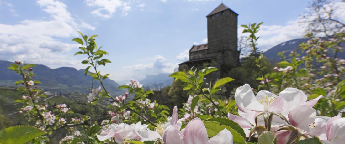 Sonne, Blüte, Bergluft!