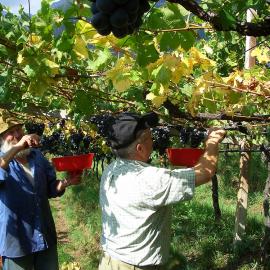 Azienda agricola