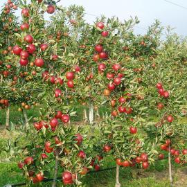 Azienda agricola