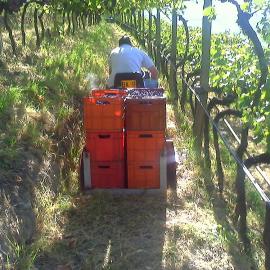 Weinleese