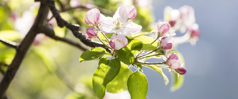 Apfelblüte...