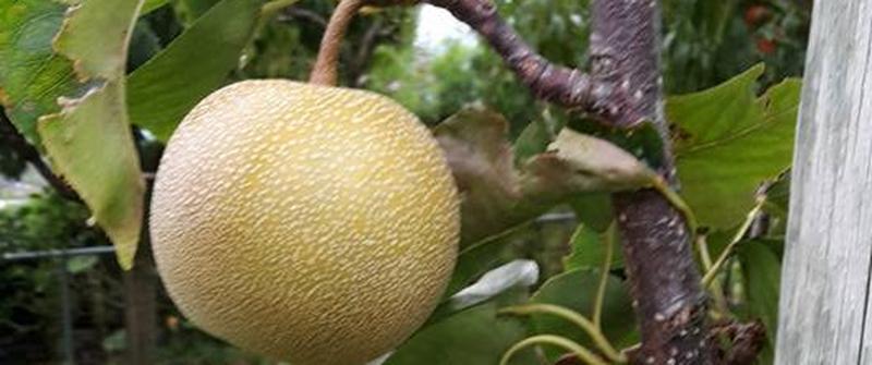 Die "Exoten" stehen kurz vor der Ernte!